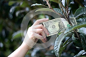 One dollar bill on tree