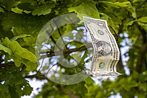 One  dollar bill on the tree
