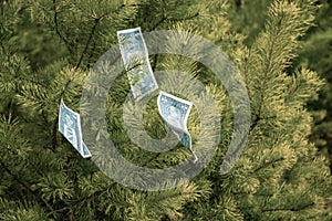 One dollar bills hang on a tree. Concept