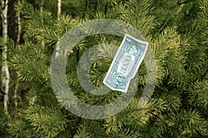 One dollar bills hang on a tree. Concept