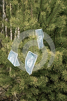 One dollar bills hang on a tree. Concept