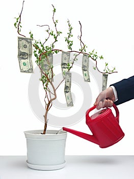 Uno dollaro un albero 