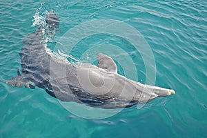 One dolphin dancing under the water in Red Sea, sunny day with playful animals, Conservation and protection of animals in Dolphin.