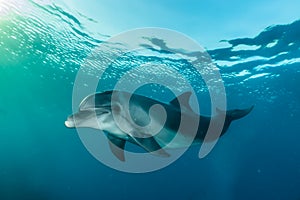 One Dolphin swimming with divers in the Red Sea