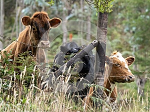 One Domestic cattle bleat behind the fence of the paddock. Colombia