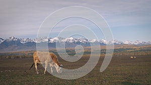 One domestic cow graze in field in dry steppe on backdrop powerful mountains. Amazing steppe autumn landscape with cows
