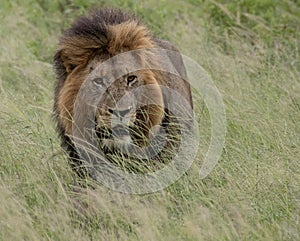 One of the dominant male lions of the Mjejane Coalition, in the Kruger  Park