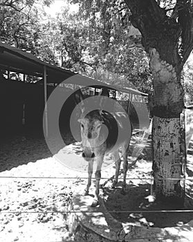 One donkey in monochrome