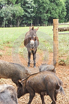 One donkey surrounded by pigs
