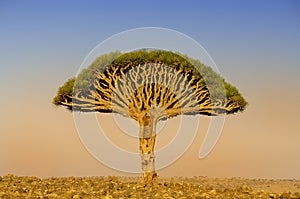 One dragon in the center of the tree. Endemics Yemen.