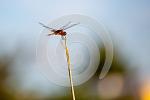 Single dragonfly on reed summer afternoon