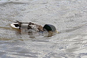 One drake swims in a pond. Drakes in the city park