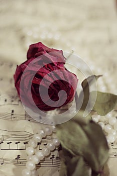 One dried rose, lying next to the pearl necklace on the sheet music in ventage style, close-up.