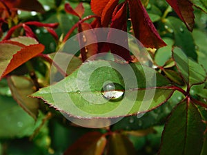 One drop on a rose leaf