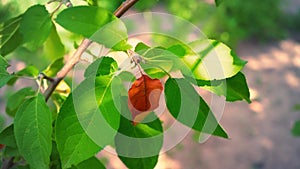 One dry leaf hangs on a tree branch among other green leaves, a brown leafless leaf on the background of lush greenery