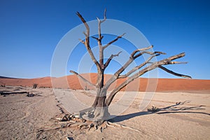 One dry tree in a desert valley Sossusvlei Namibia