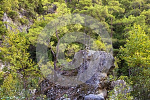 One dry tree on a rock in the forest