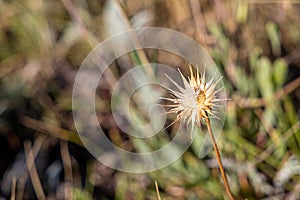 One dry yellow carlina thistle head is on a beautiful blurred green background in field in summer