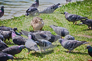 One duck and pigeons walk on the grass. In the summer, the birds do not look for food in the shore of the pond