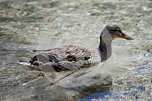 One duck swimming in Lago Ghedina, an alpine lake in Cortina D`Ampezzo, Dolomites, Italy photo