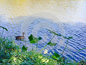 one duck swimming on a lake in the spring