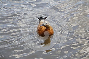 One duck swims in a pond. Duck in a city park