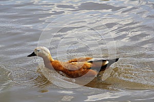 One duck swims in a pond. Duck in a city park