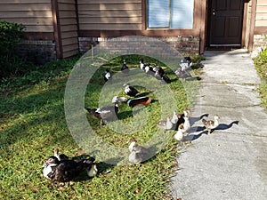 One duck two duck three duck