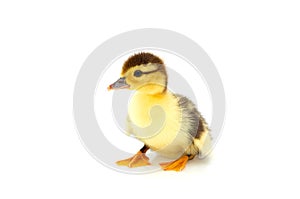 One duckling isolated on a whiteground.