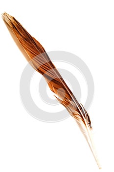 One eagle feather isolated