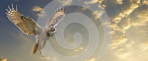 One Eagle Owl flies with spread wings against a dramatic sky. Orange eyes stare at you while he is flying. Dramatic blue