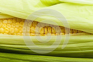 One on ear of corn isolated