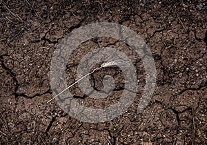 One ear of wheat over dried cracked surface of agricultural fiel