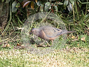 One Eared Dove, Zenaida auriculata antioquiae, foraging on the ground, Wakata Biopark Colombia