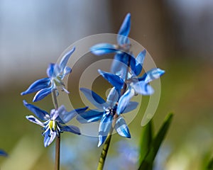 One of the earliest blooming spring bulbs, Scilla siberica, in spring on a natural background