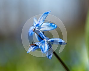 One of the earliest blooming spring bulbs, Scilla siberica, in spring on a natural background