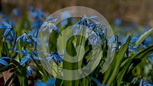 One of the earliest blooming spring bulbs, Scilla siberica, in spring on a natural background