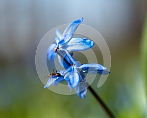 One of the earliest blooming spring bulbs, Scilla siberica, in spring on a natural background photo