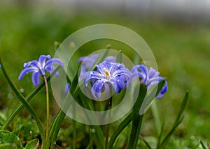 One of the earliest blooming spring bulbs, Scilla siberica, in spring on a natural background photo