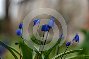 One of the earliest blooming spring bulbs, Scilla siberica, in spring on a natural background photo