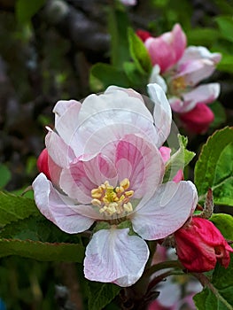 One of the early flowers of Spring in Northern England