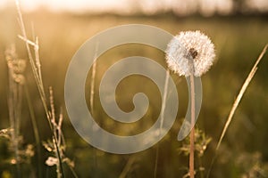 One early spring dandelion head seeds on green bokeh background selective focus. Sunset photography