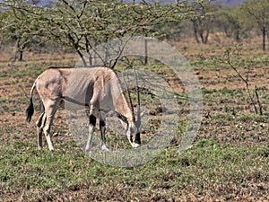 East African Oryx, Oryx gazella beisa, Awash National Park, Ethiopia