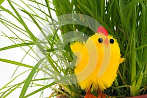 One easter chicken in a grass