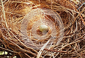 One egg in a nest made with small wooden sticks