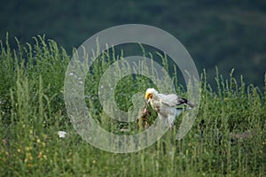 One Egyptian Vulture Neophron percnopterus sitting in the grass with the green background