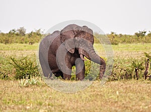 One elephant bull full of mud