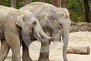 One elephant feeding the other