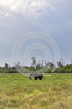 One elephant on the grasslands in the Okavango Delta in Botswana, Africa