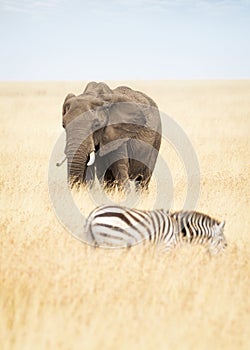 One Elephant and Zebra in Africa